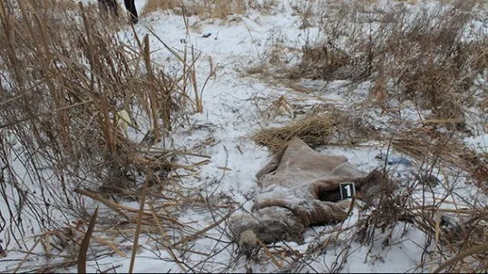 На Вінниччині чоловік задушив 14-річну падчерку і відніс тіло в поле — фото 1