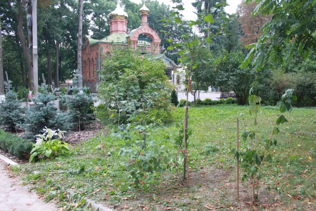 До Дня Незалежності у Вінниці посадили 23 калини (Фото) — фото 2