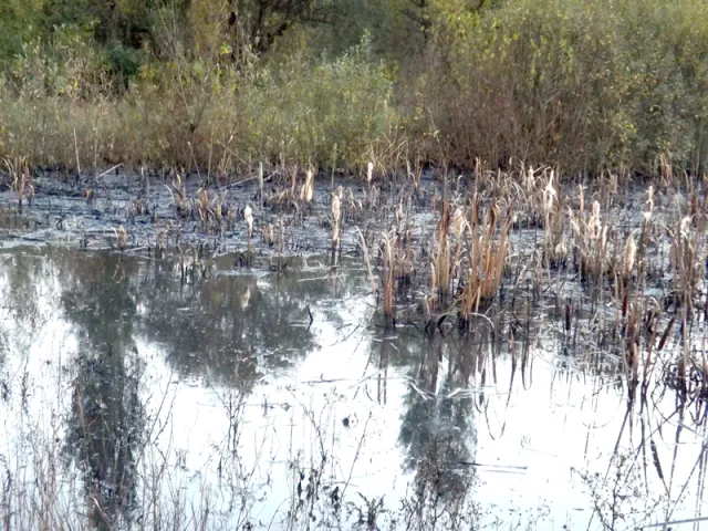 На Вінниччині екологічна катастрофа, вода в річці стала непридатною, людям продають отруєну рибу (фото) — фото 1